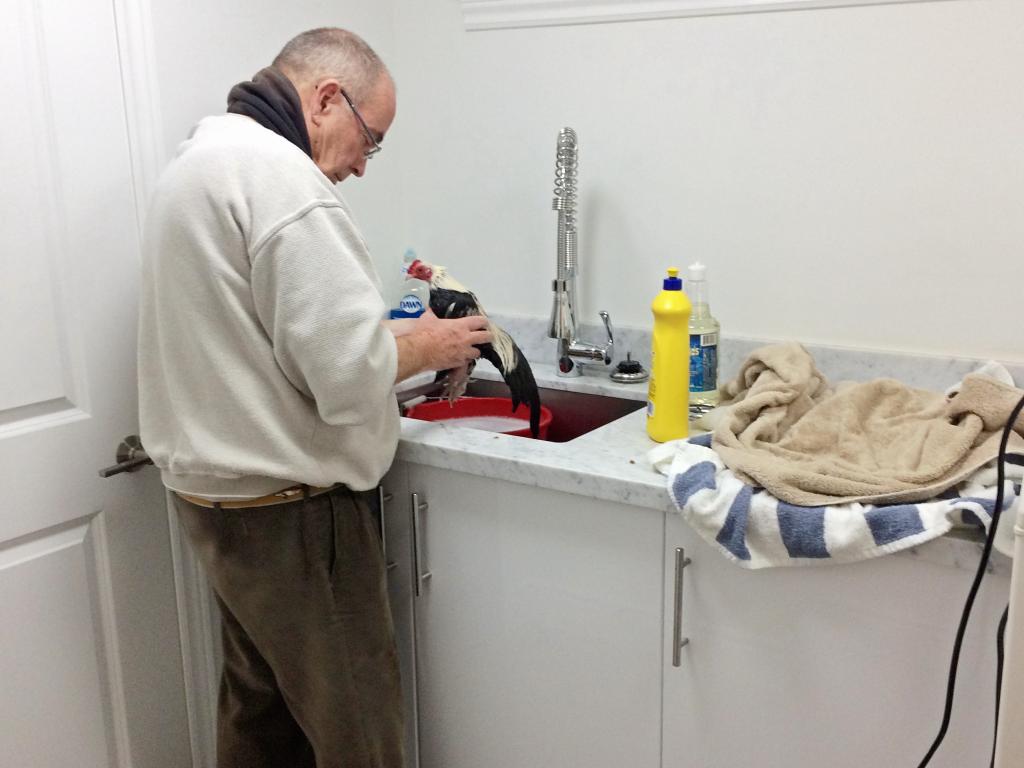 Baker preparing his show chickens. (Courtesy of Janis Maine)